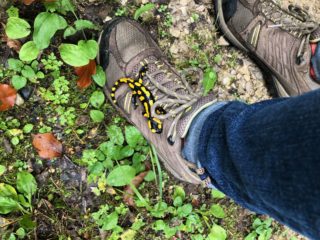 Wanderschuhe mit einem Salamander drauf