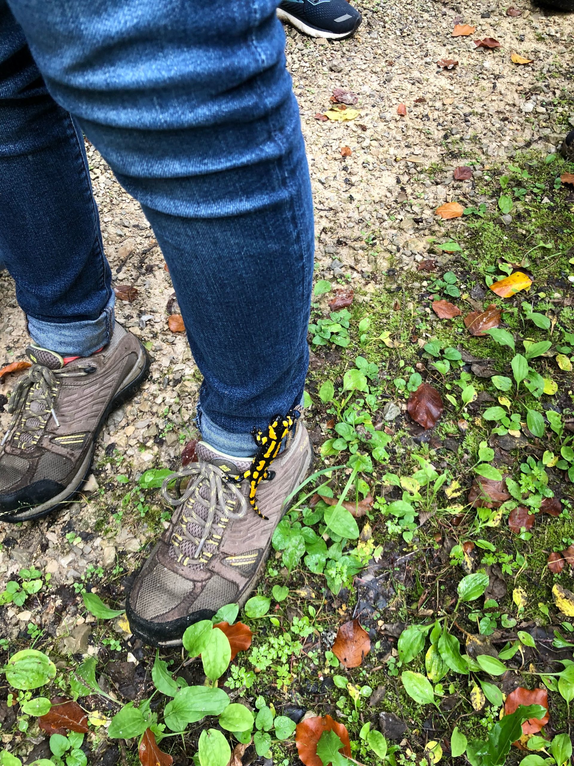 Beine mit Wanderschuehen und einem Salamander auf dem linken Schuh