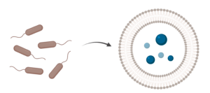 Schemadischer Darstellung: Bakterien und ein Vesikel (Bionanoreaktor)