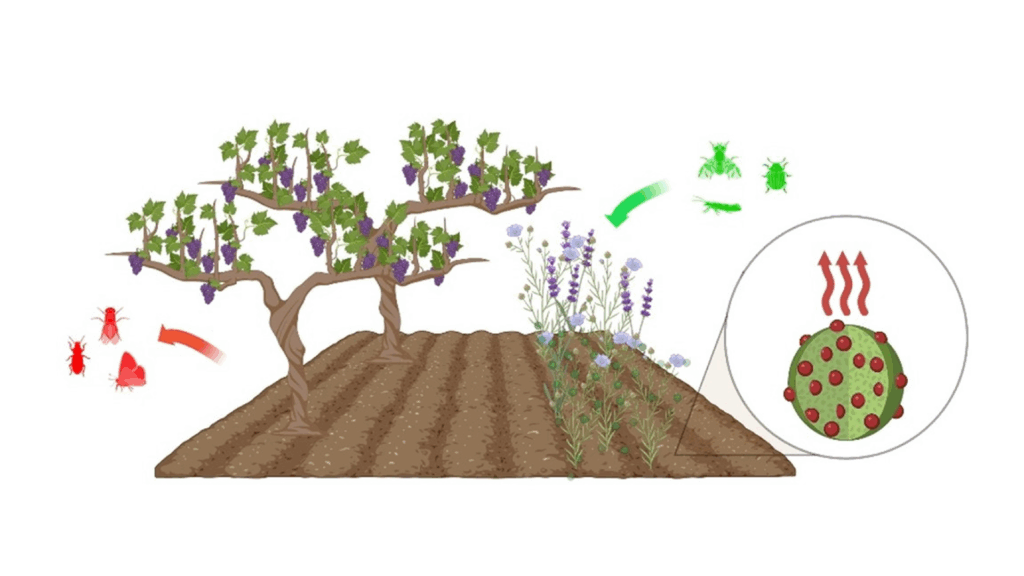 Symbolbild Hipster - Ein feld mit Weinreben, Schädlinge und gewünschte Insekten, die durch die Mikrokapseln mit Wirkstoff angelockt werden