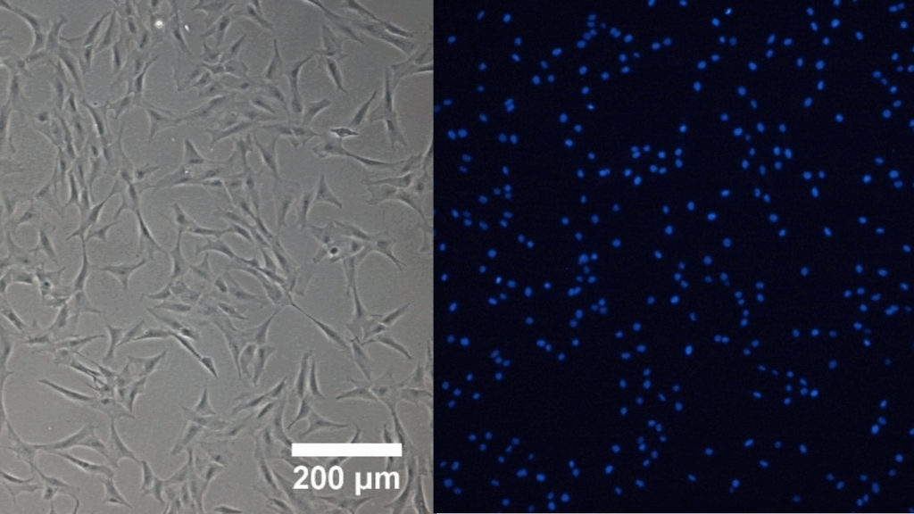 Mikroskopaufnahmen von Fischzellen