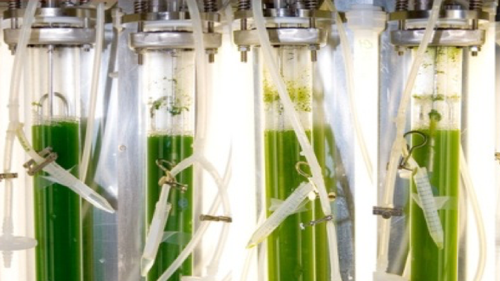 Photobiorectors with green culture broth