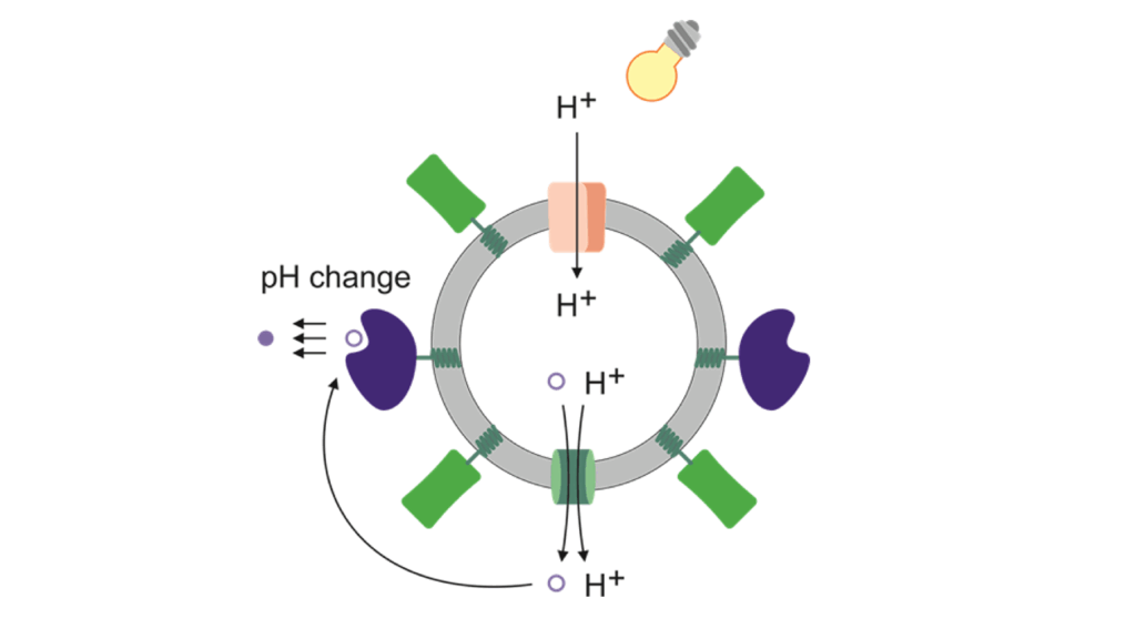 Symbolbild - Nanobioreaktor mit eingebauten Membranproteinen und Lichtkontrolle für pH